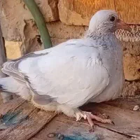 بچه کفتر کاغذی|پرنده|حمیدیا, |دیوار