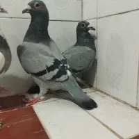 سه عدد ماده بضمانت هواتخم جوجه