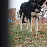 ماده پژدر اصل|سگ|مرند, |دیوار