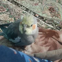عروس هلندی|پرنده|شیراز, شریف‌آباد|دیوار