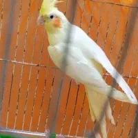عروس،