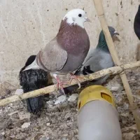 کفتر پرشی با کفتر مشهدی