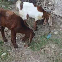 بزغاله نر و ماده عراقی|حیوانات مزرعه|صوفیان, |دیوار