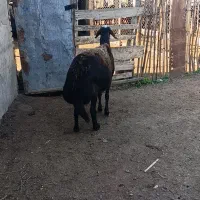 1راس میش کردستانی قوچ خورده اتوبوسی|حیوانات مزرعه|سیمین شهر, |دیوار