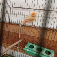 چند تا قناری نر مست|پرنده|برازجان, |دیوار