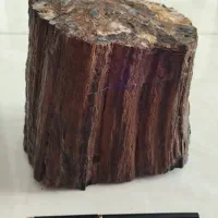 فسیل تنه درخت عقیق شده