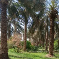 درخت گرازی خوشه بری