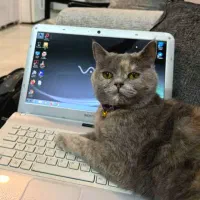 گربه اسکاتیش ماده