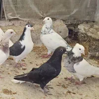 کبوتر  رنگی|پرنده|گنبد کاووس, |دیوار