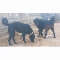 واگزاری نر ولاس|سگ|رودشت (اصفهان), |دیوار