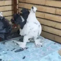 کفتر دم چتری یا دم طاووسی نر