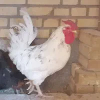 خروس چهل تاج