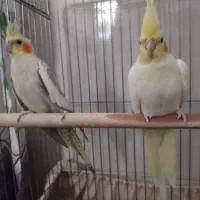 فروش  عروس هلندی