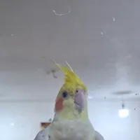 عروس هلندی گمشده