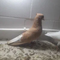 زرد دم سفید کاکلی نر