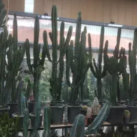 فروش کاکتوس افوربیا،ساکولنت،گلدان،کود|گل و گیاه طبیعی|تهران, شهرک شهید باقری|دیوار