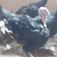 بوقلمون نر وماده برنز