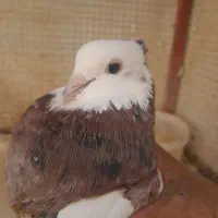 کبوترطوقی|پرنده|برخوار, |دیوار