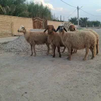 گوسفند مضاریع