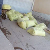 انبار های کود ریخته شده کفتر کوهیا