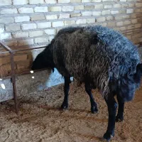 گوسفندبره نروشیشک نر|حیوانات مزرعه|هشتگرد, ینگی امام|دیوار