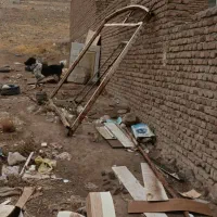 سگ نگهبان وکله|سگ|باسمنج, |دیوار