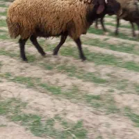 قوچ|حیوانات مزرعه|چناران, |دیوار
