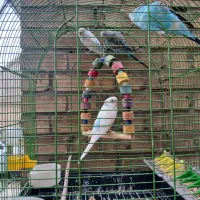 مرغ عشق ایرانی و پاکستانی