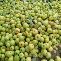 سیب زیر درختی اعلا