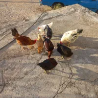 مرغ وخروس|حیوانات مزرعه|چگنی, |دیوار