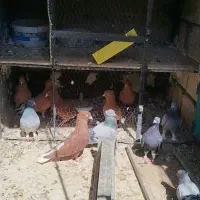 ۵جفت  کفتر دم  سفید|پرنده|شاهین‌شهر, فدک|دیوار