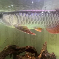 اروانا کراسبک بلک بلوبیس|ماهی|تهران, نیروی هوایی (پیروزی)|دیوار