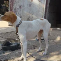 فروش توله سگ انگلیس ماده|سگ|گلی داغ, |دیوار