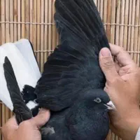 عروس هلندی معاوضه با سیاه دمسفید