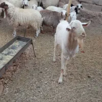 بزغاله ماده و نر و چوش سانن|حیوانات مزرعه|اسلامیه, |دیوار