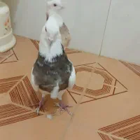 ی جفت طوقی نروماده فروشی