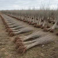 خرید مستقیم از نهالستان یعنی اطمینان از کیفیت|گل و گیاه طبیعی|خدا آفرین, |دیوار