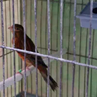 قناری سرخ نر مست|پرنده|کرمان, |دیوار