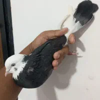 کفتر|پرنده|چابهار, |دیوار