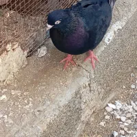 زاغ|پرنده|اسیر, |دیوار