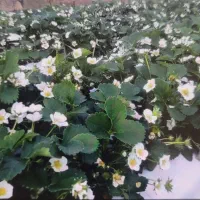 نشاء یا شیتیل