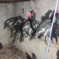 بوقملون طبیعی 27 عدد