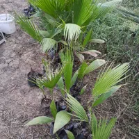فروش گل پالم واشنگتنی|گل و گیاه طبیعی|رشت, گلسار|دیوار