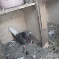 کفتر کبوتر|پرنده|تربت‌حیدریه, کوی شهید احمدزاده ملکی|دیوار