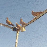 زرد کرمونی نر سه تیغ داره از جوجکی ۱۵۰۰قیمت