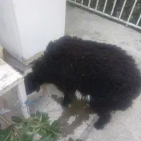 بره نر