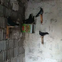 ۱۱عدد کبوتر زاغ|پرنده|کاکی, |دیوار