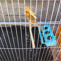 گلبسر|پرنده|سیرجان, |دیوار