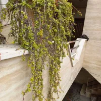 فروشی گل و گلدان