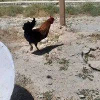 خروس|حیوانات مزرعه|سرپل ذهاب, |دیوار
